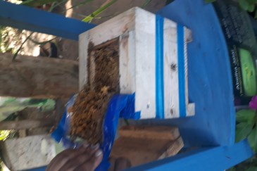 Resolução beneficia produtores de abelhas