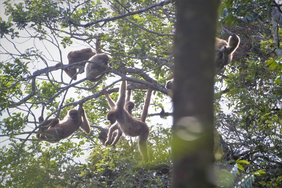 Conservação de Primatas