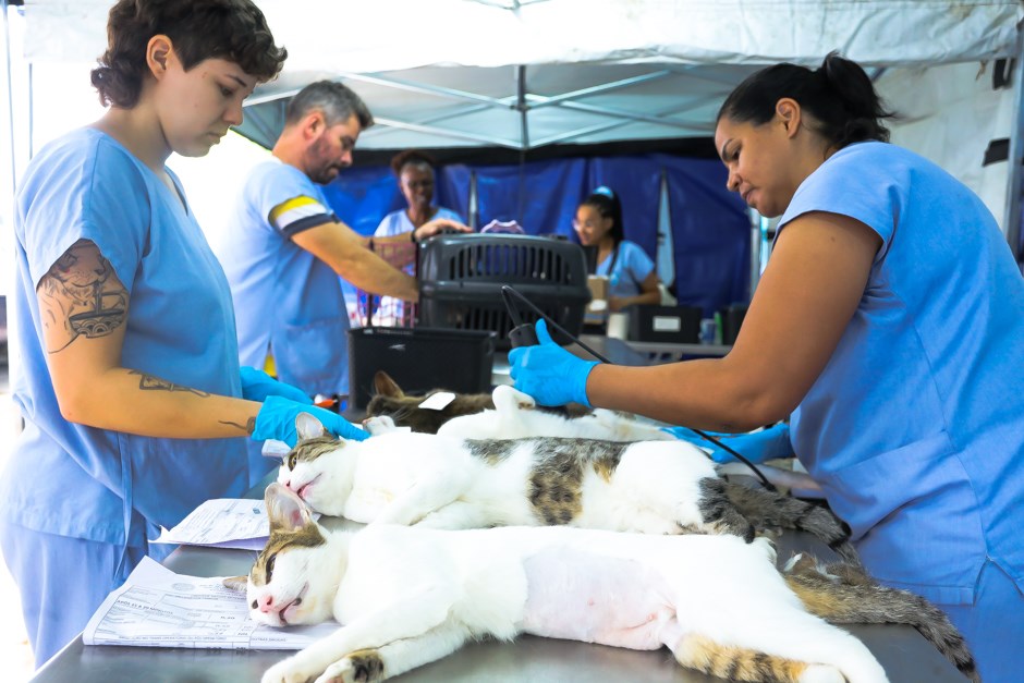 Castração de Cães e Gatos no Jardim das Indústrias-Fotos:Adenir Britto/PMSJC 19/11
