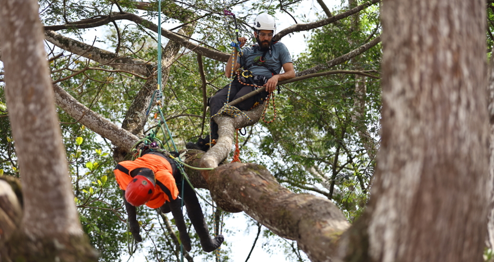 Campeonato brasileiro de escalada de árvores dentro da programação do CBAU 2025. Foto: Claudio Vieira/PMSJC 19-09-2025