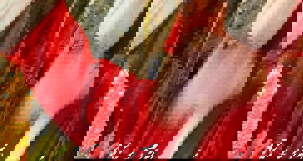 Abertura do Natal Iluminado 2025