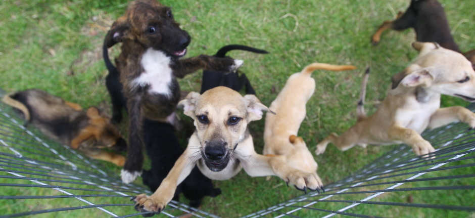 1ª Feira de Adoção de Cães e Gatos 2018