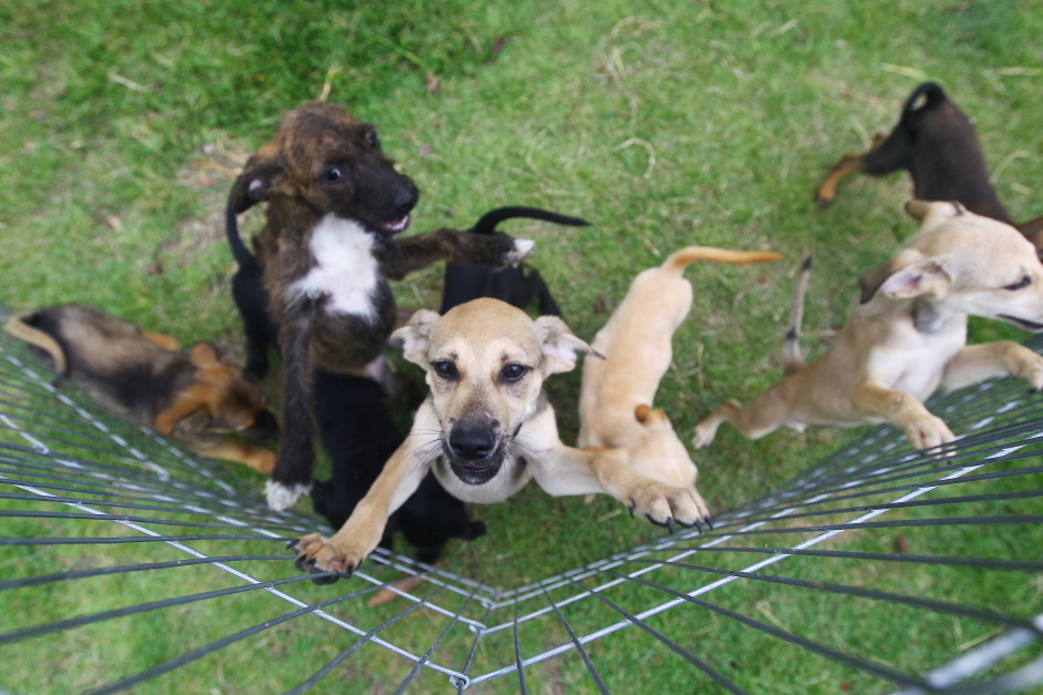 ccz_animais_adoc-a-o-04-claudio_vieira.jpg