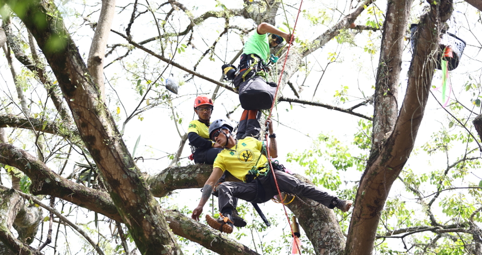 Campeonato brasileiro de escalada de árvores dentro da programação do CBAU 2025. Foto: Claudio Vieira/PMSJC 19-09-2025