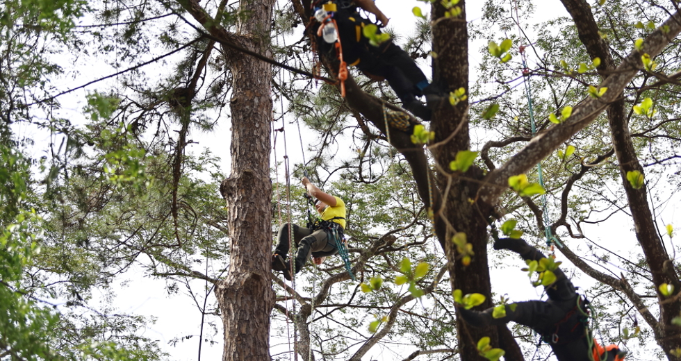Campeonato brasileiro de escalada de árvores dentro da programação do CBAU 2025. Foto: Claudio Vieira/PMSJC 19-09-2025 