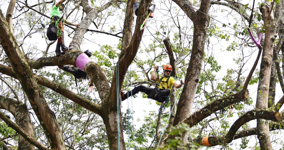 Campeonato brasileiro de escalada de árvores dentro da programação do CBAU 2025. Foto: Claudio Vieira/PMSJC 19-09-2025 