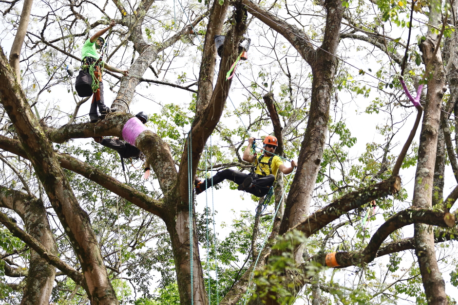Campeonato brasileiro de escalada de árvores dentro da programação do CBAU 2025. Foto: Claudio Vieira/PMSJC 19-09-2025 