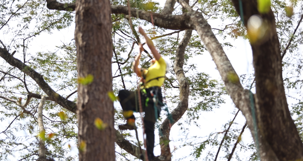Campeonato brasileiro de escalada de árvores dentro da programação do CBAU 2025. Foto: Claudio Vieira/PMSJC 19-09-2025