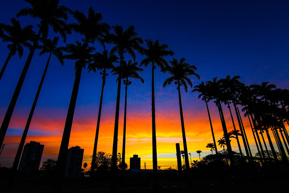 Foto: Claudio Vieira/PMSJC gestão das árvores