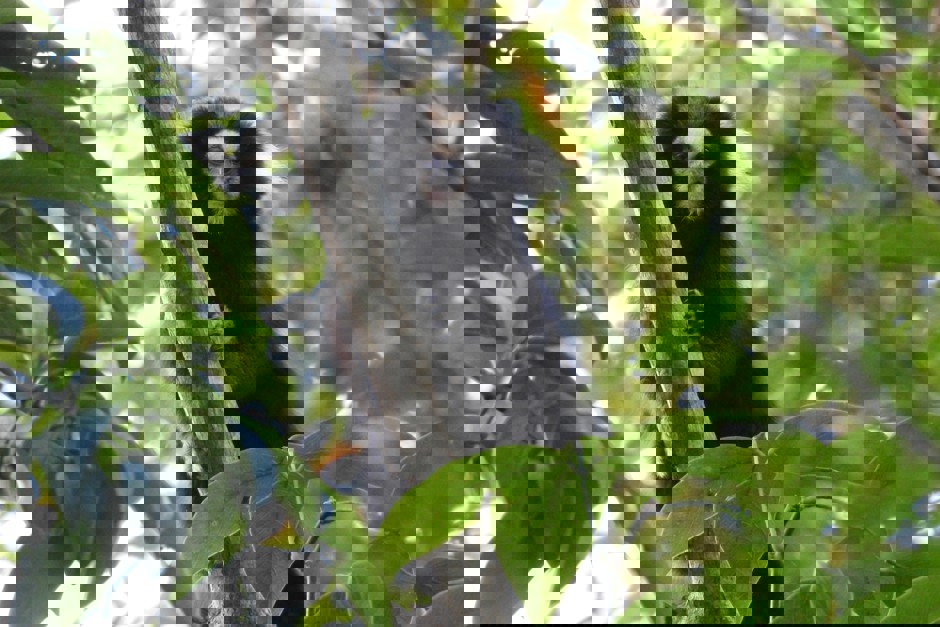 Foto: Divulgação São José recebe oficinas nacionais para manejo de primatas