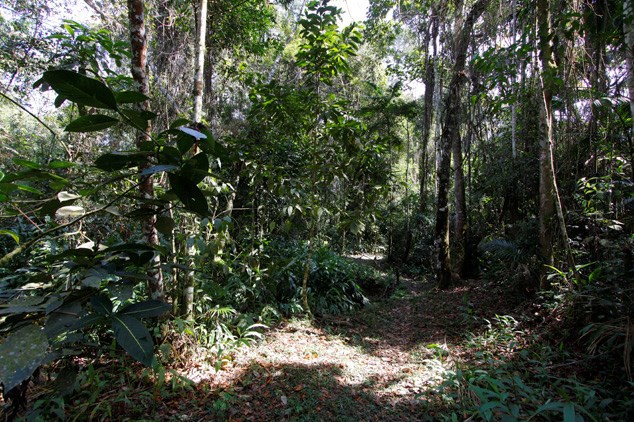 Fauna silvestre