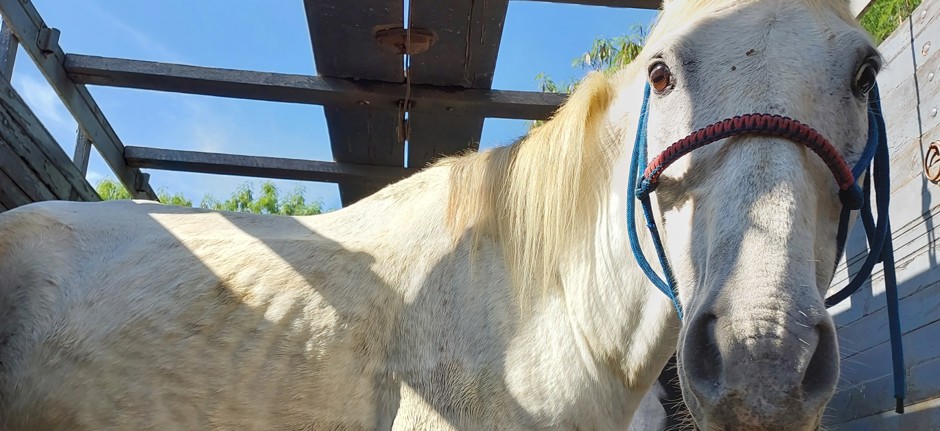 Prefeitura possui um programa de adoção de animais de médio e grande porte