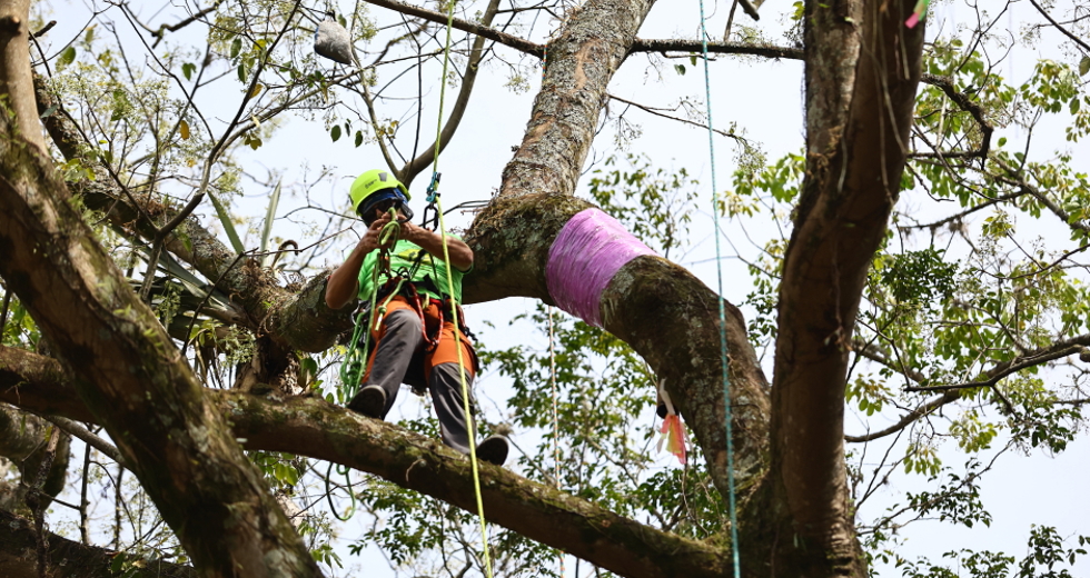 Campeonato brasileiro de escalada de árvores dentro da programação do CBAU 2025. Foto: Claudio Vieira/PMSJC 19-09-2025 