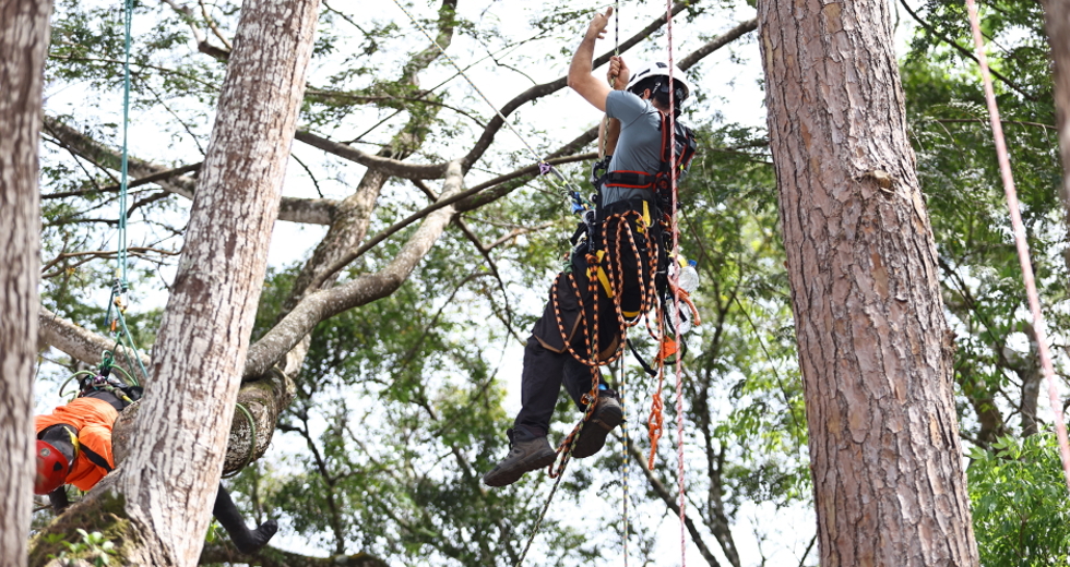 Campeonato brasileiro de escalada de árvores dentro da programação do CBAU 2025. Foto: Claudio Vieira/PMSJC 19-09-2025 