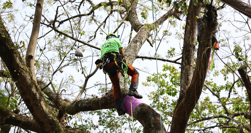 Campeonato brasileiro de escalada de árvores dentro da programação do CBAU 2025. Foto: Claudio Vieira/PMSJC 19-09-2025