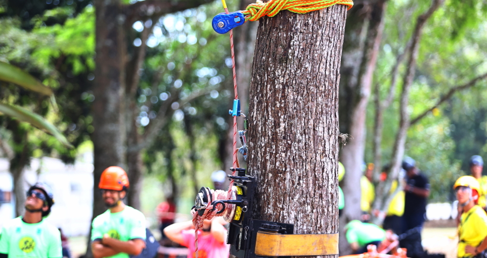 Campeonato brasileiro de escalada de árvores dentro da programação do CBAU 2025. Foto: Claudio Vieira/PMSJC 19-09-2025