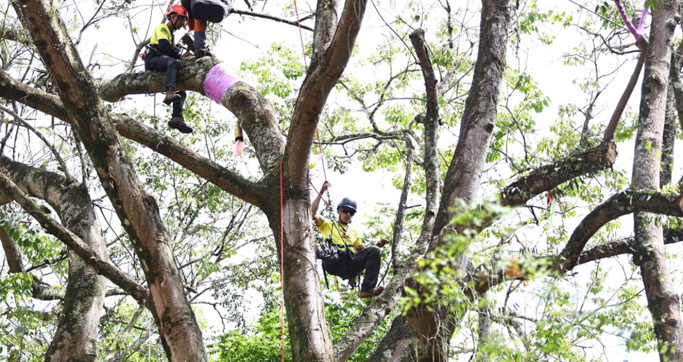 Campeonato brasileiro de escalada de árvores dentro da programação do CBAU 2025. Foto: Claudio Vieira/PMSJC 19-09-2025 