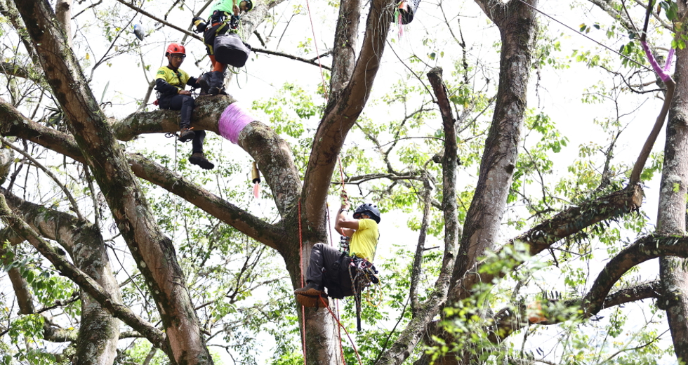 Campeonato brasileiro de escalada de árvores dentro da programação do CBAU 2025. Foto: Claudio Vieira/PMSJC 19-09-2025 